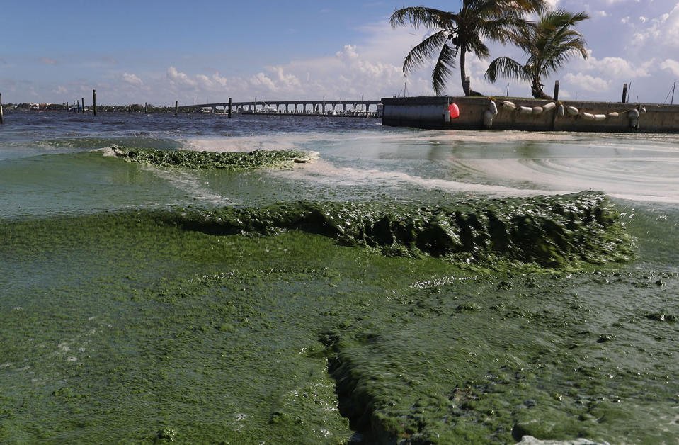 (FOTOS) La invasión de algas malolientes y tóxicas que amenaza las aguas de EEUU