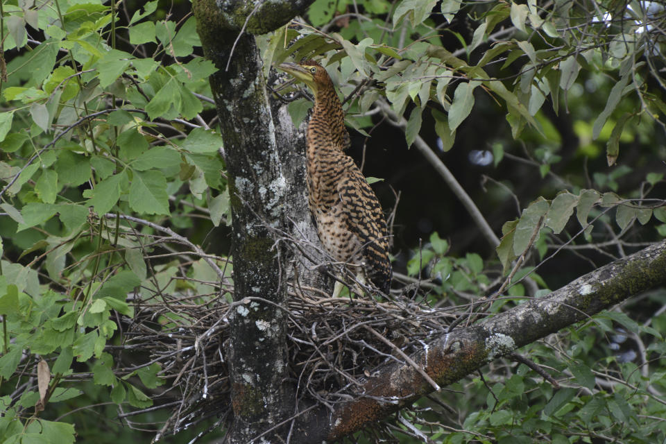 In this photo provided by researchers, a bare-throated tiger heron (Tigrisoma mexicanum) guards its nest in a tree at the edge of a rice farm in Guanacaste, Costa Rica, in June 2017. Small farms with natural landscape features such as shade trees, hedgerows and tracts of intact forest provide a refuge for some tropical bird populations, according to an 18-year study in Costa Rica, published on Monday, Sept. 4, 2023, in the journal Proceedings of the National Academy of Sciences. (J. Nicholas Hendershot via AP)