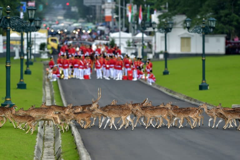 Deer walk past Indonesia's honour guard as they wait for the arrival of Saudi Arabia's King Salman bin Abdul Aziz at the presidential palace in Bogor, on March 1, 2017