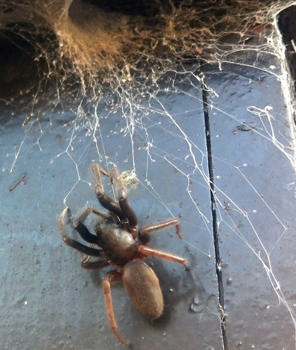 Huge tube web spider in Devon