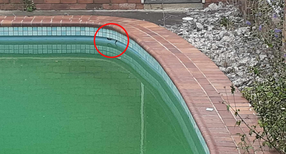 A snake spotted on a pool shelf in Grafton. It has been identified as a possible eastern small-eyed snake.