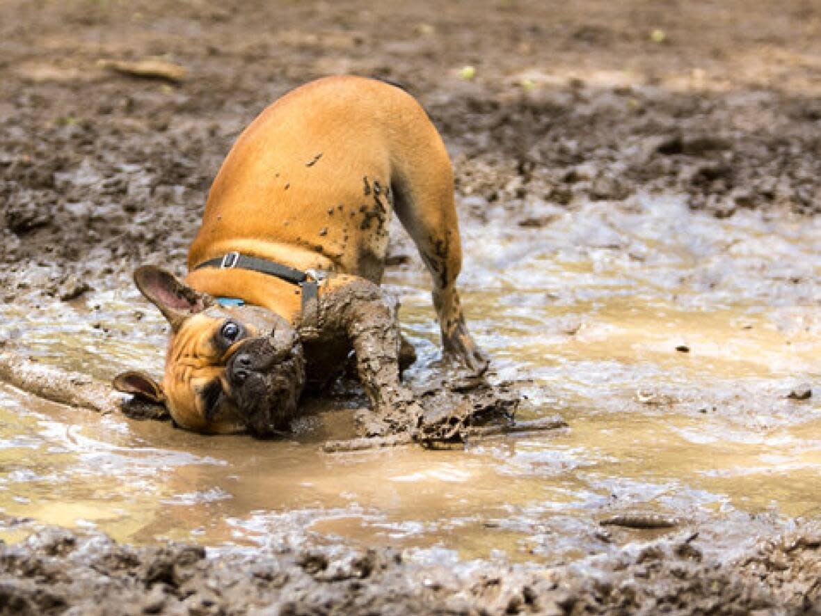 Dogs have a higher risk of contracting leptospirosis if they are male, less than a year old, a smaller breed and live in an urban area, according to a new study. (Atlantic Veterinary College - image credit)