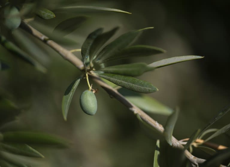 Die Folgen des Klimawandels für die Olivenbäume und Strategien gegen Trockenheit sind das Thema des Welt-Olivenöl-Kongresses in Madrid. Die Ernten gehen zurück, die Preise steigen drastisch. (PIERRE-PHILIPPE MARCOU)