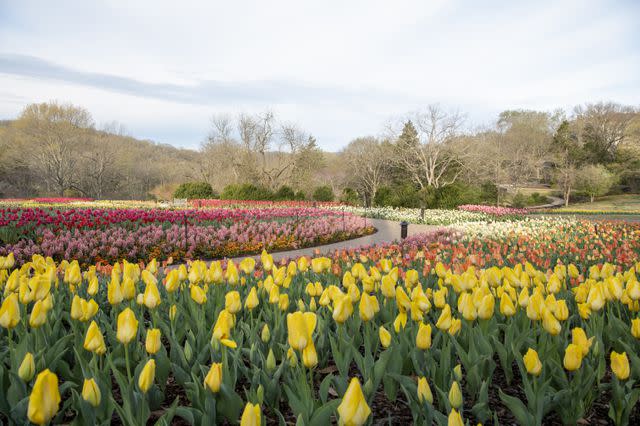 <p>Caitlin Harris; Courtesy of Cheekwood Estate & Gardens.</p>