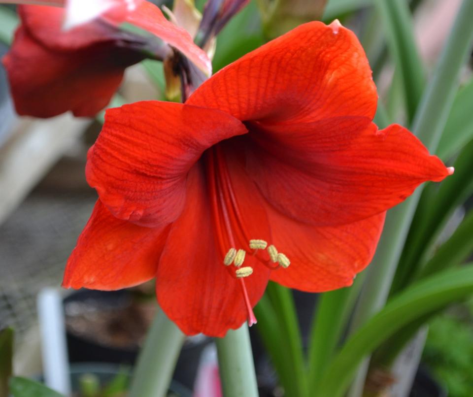 A red amaryllis is often associated with holidays.