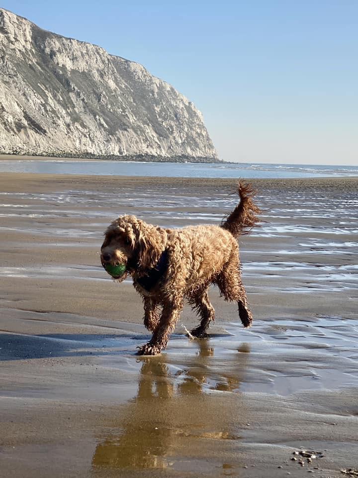 Isle of Wight County Press: Jamie Stockham's dog on the beach at Yaverland.