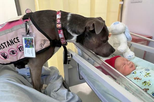 <p>Amee Tomkin / SWNS</p> Staffie Belle was the first to meet newborn Olly.