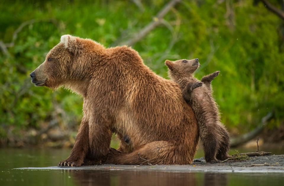 A baby brown bear leans backwards on a larger bear.