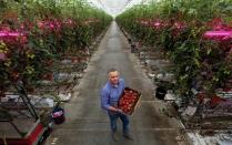 Wim Peters, a tomato farmer, holds up a box full of Roma tomatoes in a greenhouse in Someren, near Eindhoven, the Netherlands, May 28, 2015. REUTERS/Michael Kooren