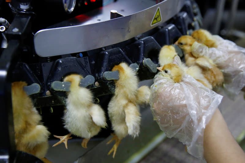 FILE PHOTO: A worker inserts recently hatched layer chicks into a machine that clips their beaks at the Huayu hatchery in Handan