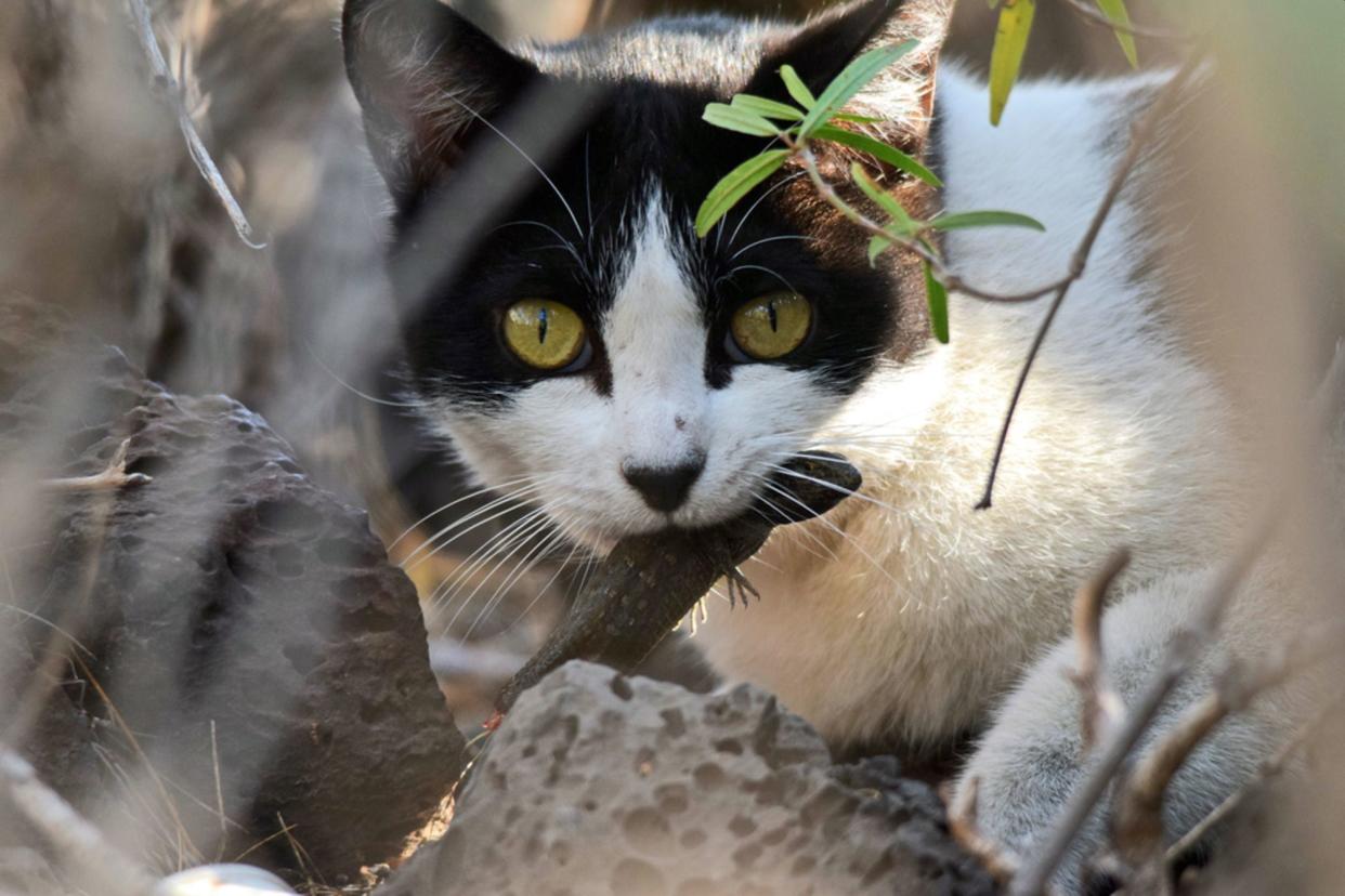 Un gato callejero caza un lagarto endémico (gallotia galloti) en la isla de Tenerife | fotografía Dailos Hernández-Brito, Estación biológica Doñana (CSIC)