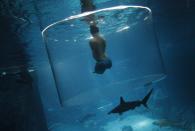 Nick Vujicic, an Australian motivational speaker who was born without limbs, swims with sharks at the Marine Life Park in Singapore September 5, 2013. Vujicic dived with sharks in a customized acrylic enclosure that takes in a 360-degree view of the shark habitat at the aquarium. Vujicic is in Singapore to give a motivational talk to a 5,000 strong audience that Saturday. REUTERS/Edgar Su (SINGAPORE - Tags: SOCIETY TPX)