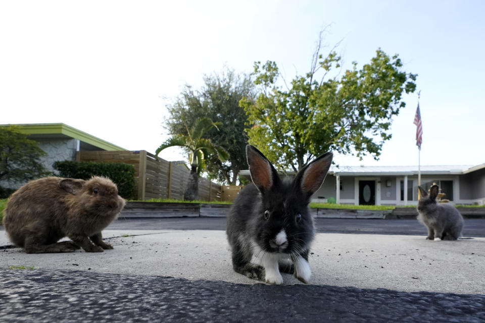 A trio of rabbits gather on a driveway, Tuesday, July 11, 2023, in Wilton Manors, Fla. The Florida neighborhood is having to deal with a growing group of domestic rabbits on its streets after a breeder illegally let hers loose. Between 60 and 100 lionhead rabbits have taken up residence in the yards of the suburban Fort Lauderdale community. (AP Photo/Wilfredo Lee)