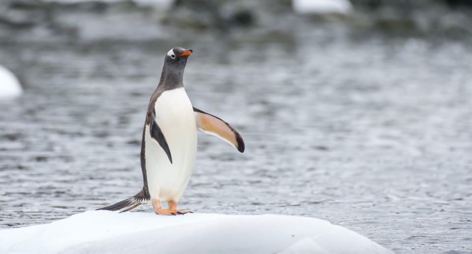 Los pingüinos son grandes nadadores pero un poco torpes andando. (Créditos: Caters)