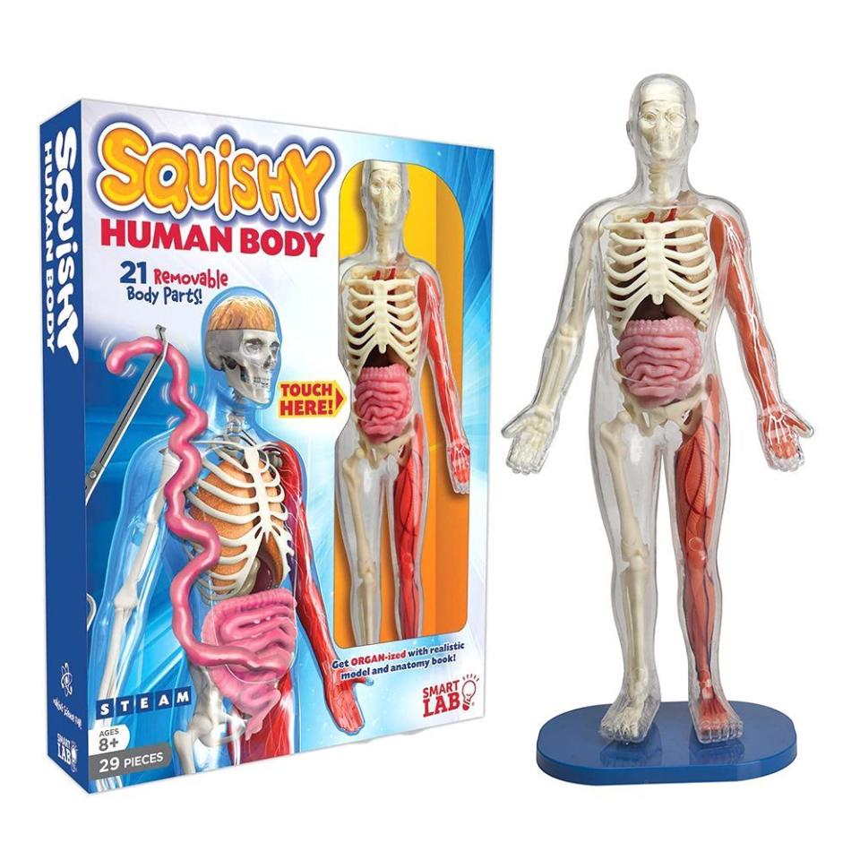 SmartLab Toys Squishy Human Body