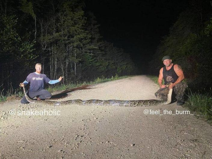 Python hunters Kevin Pavlidis, left, and Ryan Ausburn caught a huge female snake measuring 18.9 feet, breaking the state record for the longest Burmese python ever captured in Florida.
