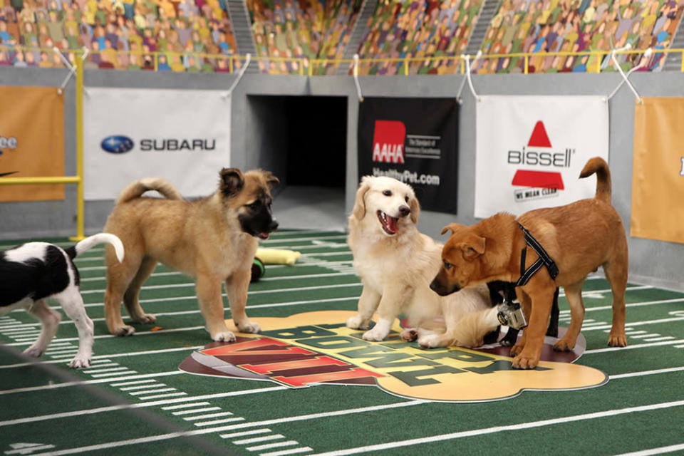 PUPPY BOWL VII