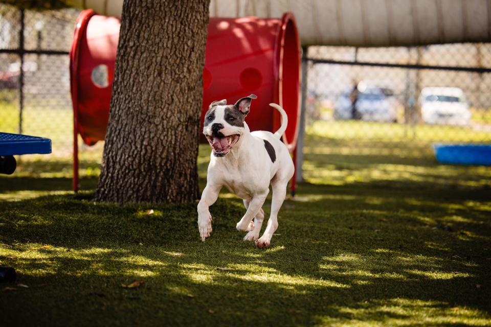 Orange County Animal Services said it is reducing its adoption fees to $10 for the next week as it deals with an increase in the number of animals being surrendered.