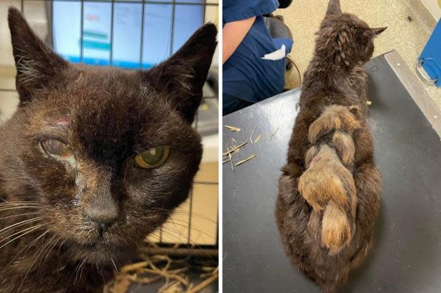 Search for owners after cat &#39;in worst condition rescuers have seen&#39; saved from Purton