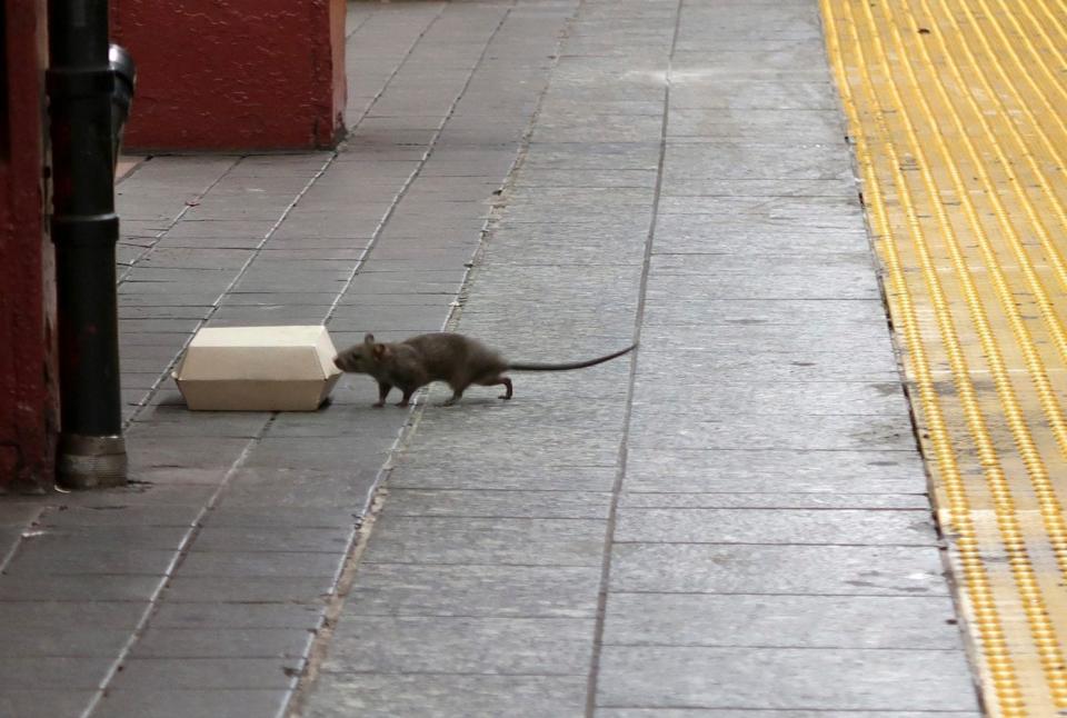 Rats have become a cause of concern for hygiene on the New York City subway