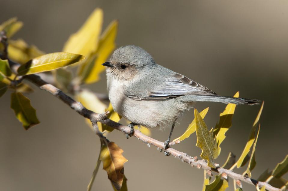 bushtit