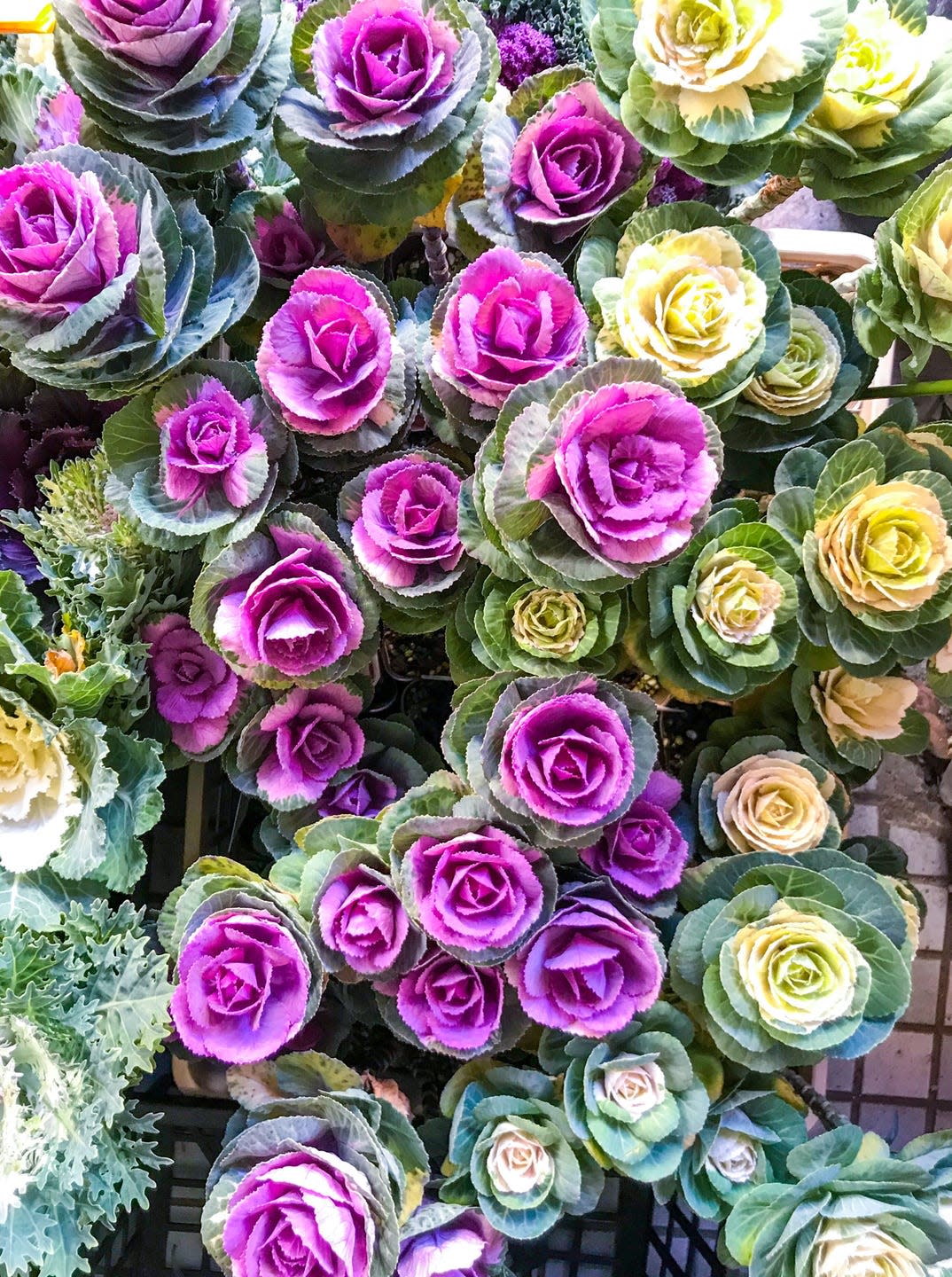 winter flowers ornamental kale