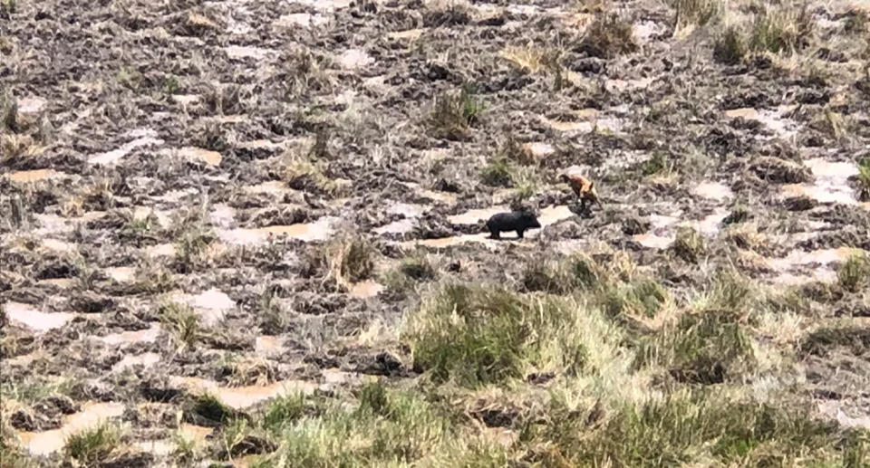 The feral pig (centre) and other introduced species can be highly damaging to Australia's natural environment. Source: DES
