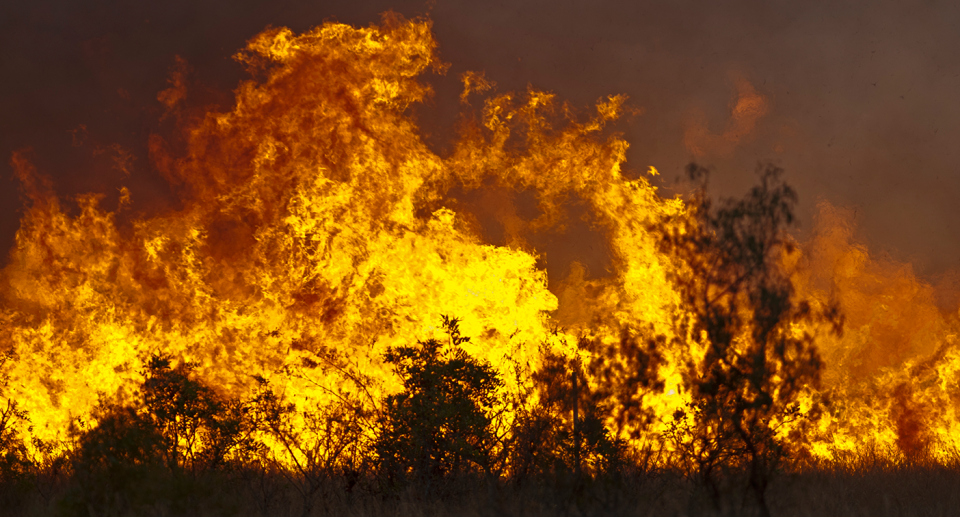 A picture of a roaring Australian bushfire. Source: Getty