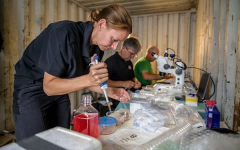 A team of scientists successfully harvested eggs from the two female northern white rhinos  - Credit: AMI VITALE/OL PEJETA CONSERVANCY/HANDOUT/EPA-EFE/