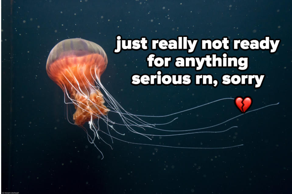 jellyfish captioned: "just really not ready for anything serious right now sorry"