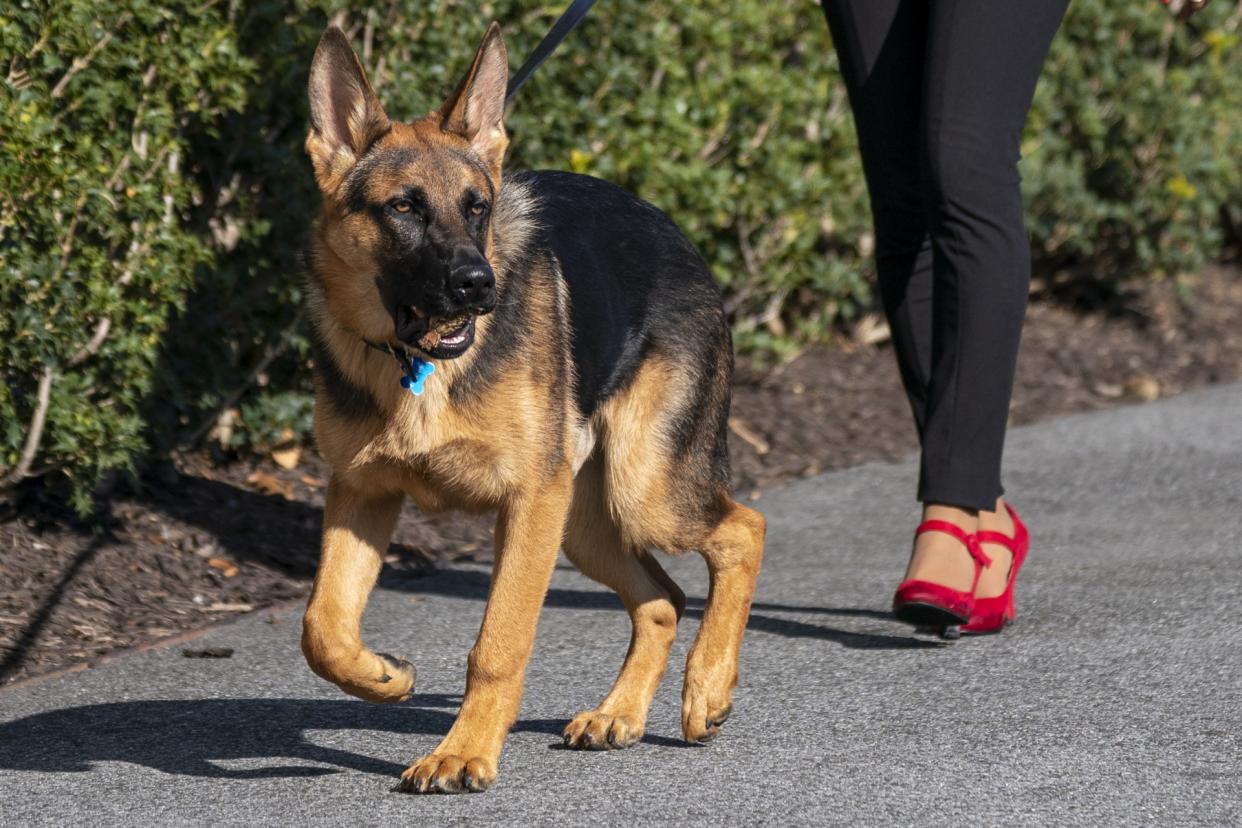 Uno de los perros de Biden, implicado en varios incidentes en la Casa Blanca