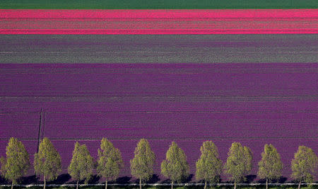 An aerial view of tulip fields near the city of Creil, Netherlands April 18, 2019. Picture taken April 18, 2019. REUTERS/Yves Herman