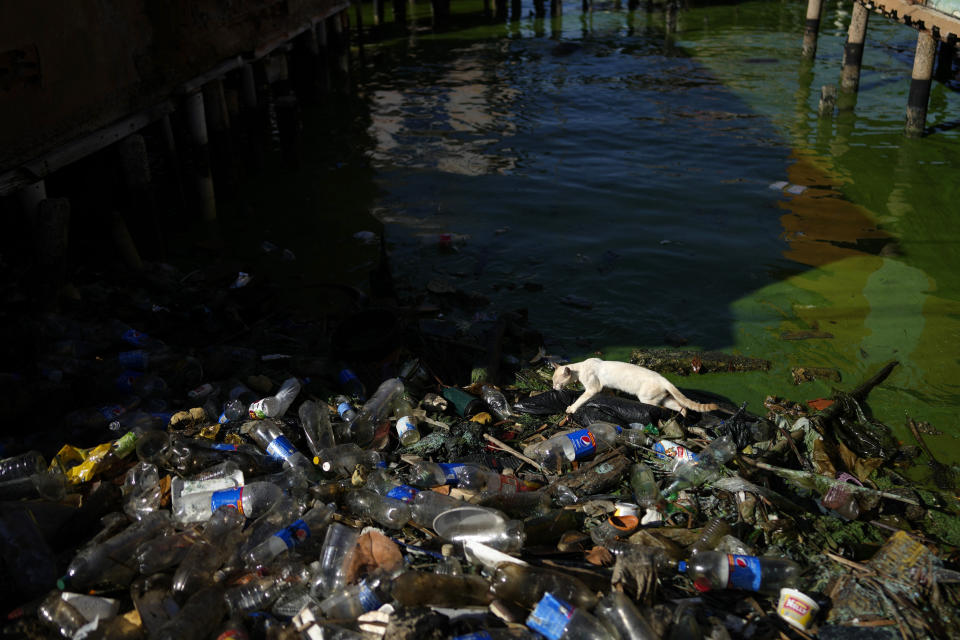 A cat walks over waste lining the shore of Lake Maracaibo in the Santa Rosa de Agua neighborhood of Maracaibo, Venezuela, Tuesday, Aug. 8, 2023. The pollution around the lake, one of Latin America's largest, is the result of decades of excessive oil exploitation on its bed, inadequate maintenance, and a lack of investment to improve an already obsolete infrastructure, according to environmentalists. (AP Photo/Ariana Cubillos)