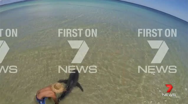 Mr Methvan released the shark after tagging it. Photo: 7 News