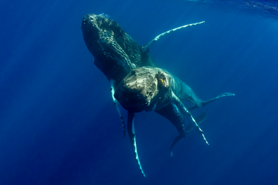 Two adult male humpback whales seen off Maui, Hawaiʻi, on 19 January, 2022 (Lyle Krannichfeld and Brandi Romano/Marine Mammal Science)