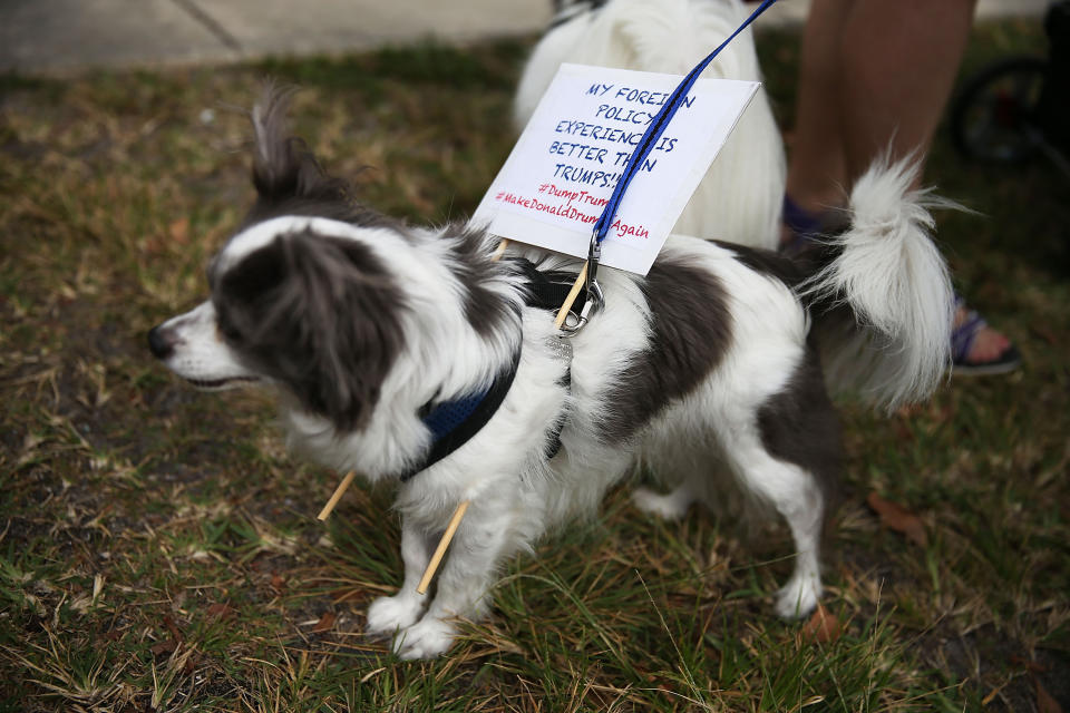 A dog wears a sign that reads, "My foreign policy experience is better than Trump's!!" as people protest against the presidential candidate before his campaign rally at the Sunset Cove Amphitheater on March 13, 2016, in Boca Raton, Florida.