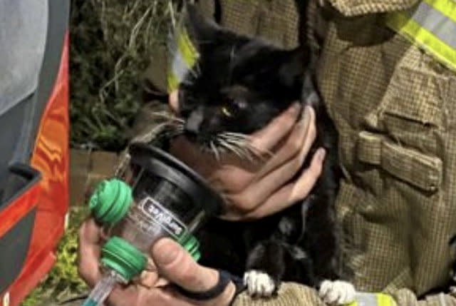 Firefighters saved the life of a little kitten by putting an oxygen mask over its face after rescuing it from a house blaze. (SWNS)