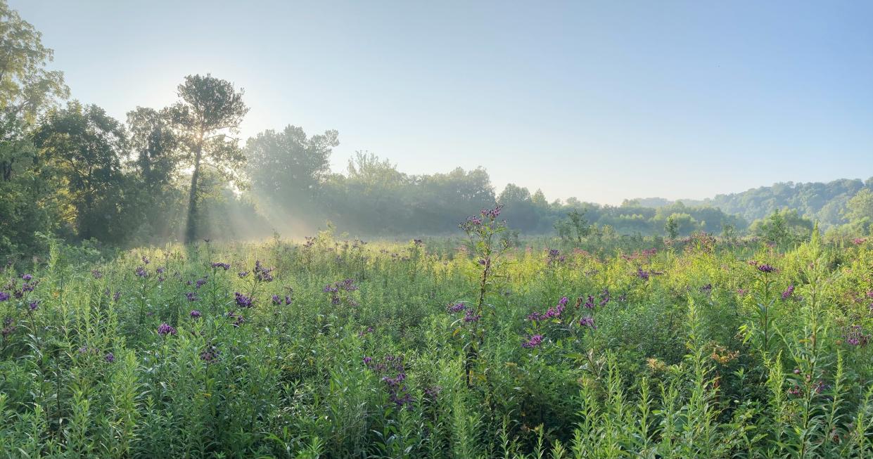 The morning light shines on native plants in the grassland restoration area at the Sam Shine Foundation Preserve in northwest Monroe County.