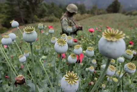 A soldier stands guard beside poppy plants before a poppy field is destroyed during a military operation in the municipality of Coyuca de Catalan, Mexico April 18, 2017. Picture taken April 18, 2017. REUTERS/Henry Romero