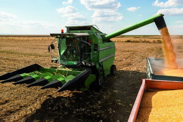 Combine Operator Harvesting Corn on the Field in Sunny Day.