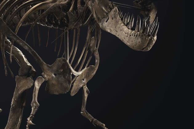 <p>Le squelette de Stan le T-Rex, vieux de 67 millions d'années, est à vendre à New York par la maison Christie's et pourrait partir à plus de 6 millions de dollars.</p>