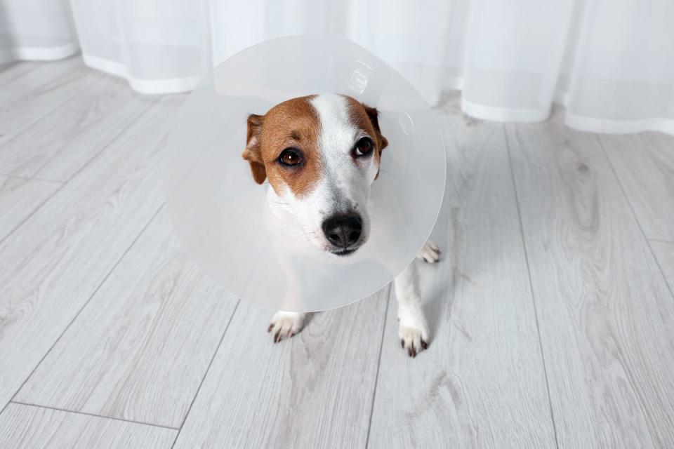 cute brown and hiwt jack russell terrier dog sitting on a white wood floor in front of white gauzy curtains wearing medical plastic collar