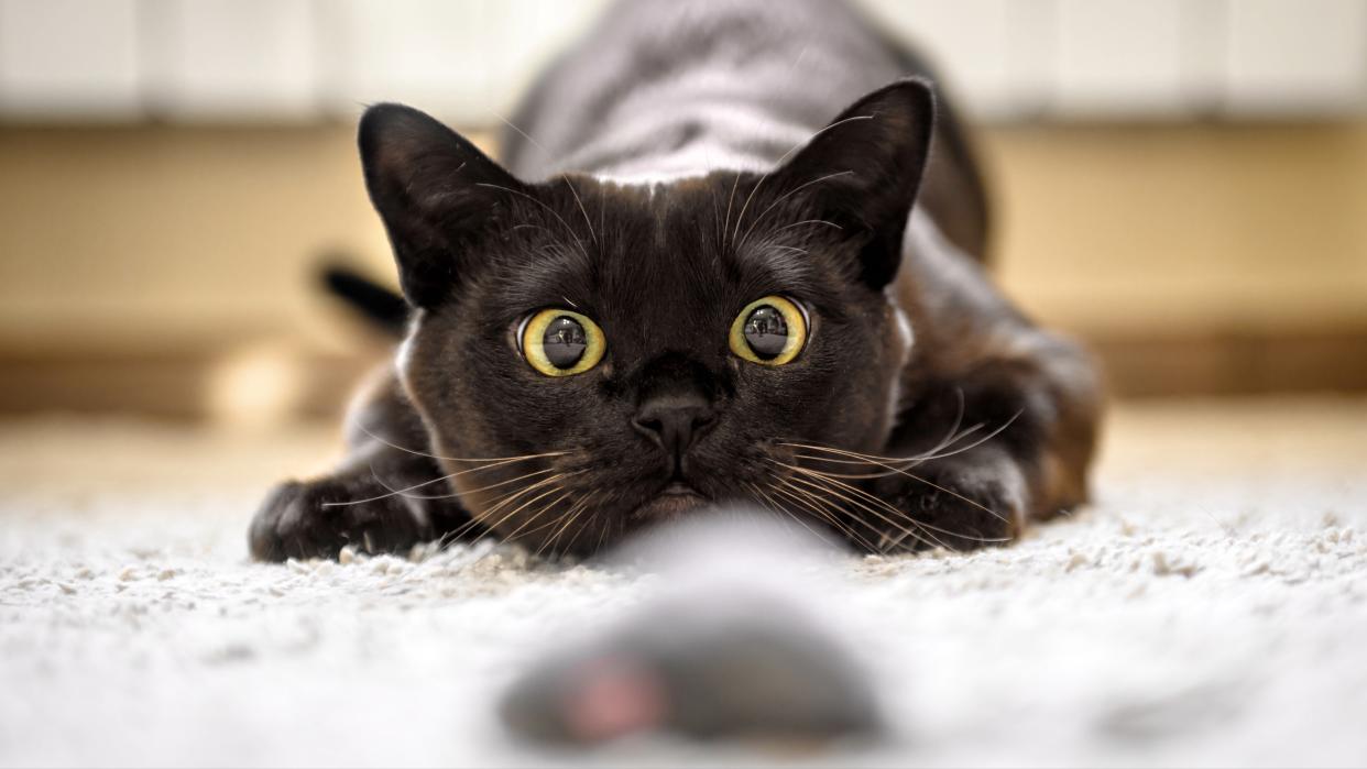 Burmese cat playing