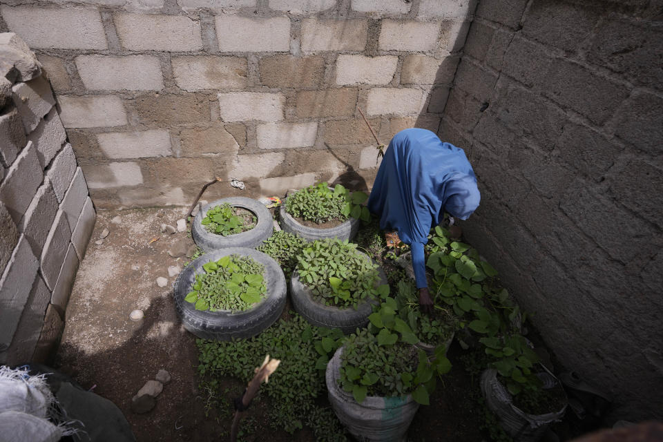 Aisha Aliyu, 36-year-old mother of five, who talked about how her last child "used to be skinny but is growing fatter" shows her farm in Kaltungo Poshereng Nigeria, Sunday, June 2, 2024. More than a dozen women gathered this week in Kaltungo's Poshereng village where they are learning at least 200 recipes they can prepare with those local foods which, in the absence of rain, are grown in sand-filled sacks that require small amounts of water. The training session mirrored the struggles of households who are more challenged amid Nigeria's worst cost of living crisis. (AP Photo/Sunday Alamba)