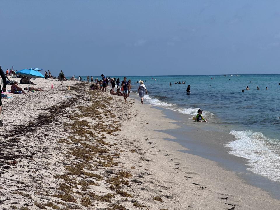 Seaweed along beach in Miami on April 20