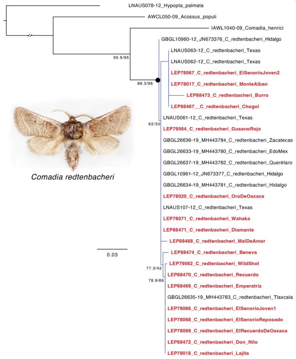 Todos los análisis de ADN tuvieron el mismo resultado: Comadia redtenbacheri en todas las marcas y botellas analizadas | Imagen Kawahara, Akito Y., et al. PeerJ. (2023)