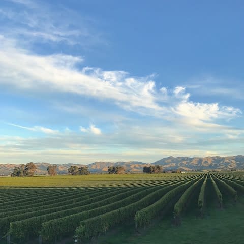 The vineyards of Marlborough - Credit: getty