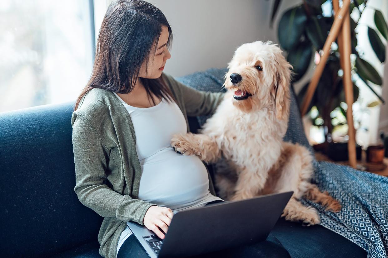 dog sensing pregnancy in his owner with his paw on her belly