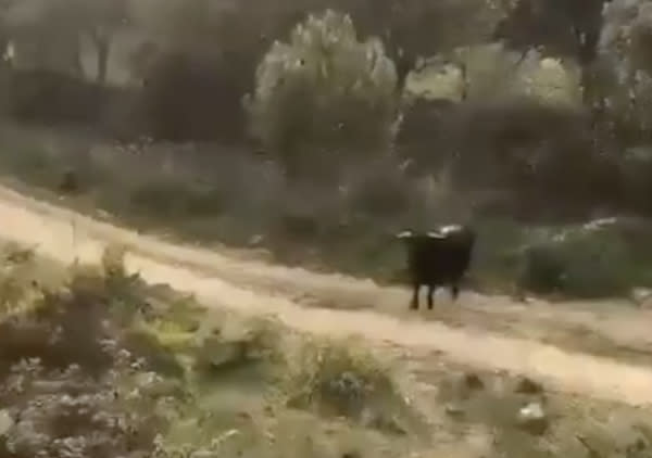 El toro en las inmediaciones de la finca de la que se había escapado (Créditos: Twitter / AUGC Guardia Civil)