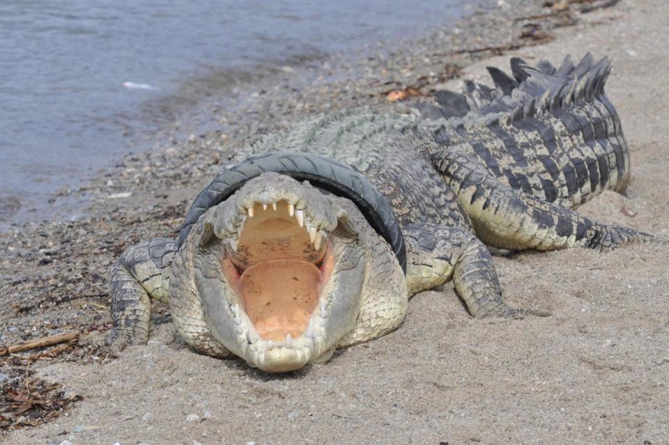 A saltwater crocodile with a tyre around its neck is seen in Palu river (AFP/Getty Images)